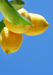 Yellow lemons on blue sky background