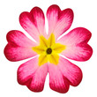 Pink Primrose Flower with Yellow Center Isolated on White
