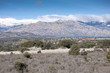 Mediterranean vegetation at Guadarrama Mountains, Madrid, Spain