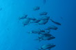 mediterranean Two banded bream