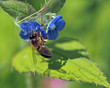 Bee