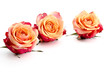 Drei zweifarbige Rosenblüten
