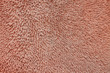 Anemone texture orange