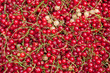 Photo: Johannisbeeren - Ribes Johannisbeeren - Ribes