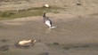 Video: seagull eating fish seagull eating fish