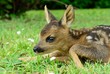 Roe deer fawn (Capreolus capreolus)