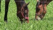 two horses grazing grass