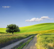 Photo: Field,tree and blue sky Field,tree and blue sky