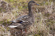 Female Mallard on Watch