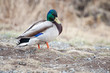 Male Mallard Rests