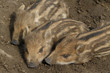 Siesta