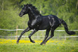 Black horse runs gallop in summer