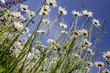Einladung zum Entspannen: Wiese mit Margeriten