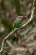 Photo: Red-beared Bee-eater with food for chick, thailand Red-beared Bee-eater with food for chick, thailand