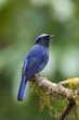 Photo: Large niltava on small branch, thailand Large niltava on small branch, thailand