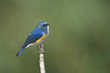 Photo: Himalayan Bluetail on small branch, thailand Himalayan Bluetail on small branch, thailand