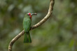 Photo: Red-beared Bee-eater with food for chick, thailand Red-beared Bee-eater with food for chick, thailand