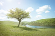 Foto: Summers Day Tree Summers Day Tree