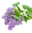 Branch with lilac flowers on white