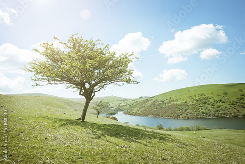 Photo: Summers Day Tree Summers Day Tree