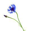 blue corn flower