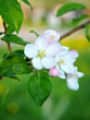 Apple flowers over natural green background