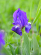 Blue Iris (Iris L.) in the green grass