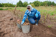 Woman gathering harvest of potatoes at her lands