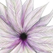 Illustration: painted flower pink painted flower pink