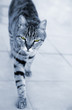 Silver striped cat approaching