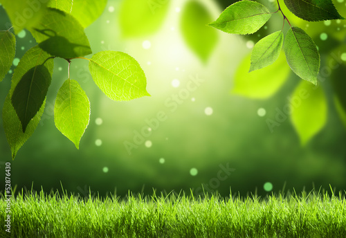 Photo: Spring forest background Spring forest background