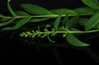 Green leaf on black background