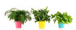 Fresh herb in colorful pails isolated on white