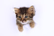 Small kitten in paper side torn hole isolated on white