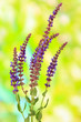 Salvia flowers on natural background