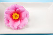 白い角皿の上のサザンカの花