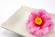 白い角皿の上のサザンカの花