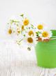 Daisy flowers