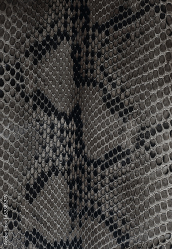 Photo: Snake skin Snake skin