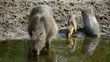 Video: Capybara with young. Capybara with young.