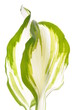 Hostas leaves isolated on white background