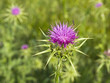 A hoverfly (Sphaerophoria scripta) sipping nectar in a thistle