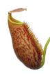 Isolated pitcher plant (nepenthes)
