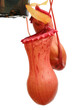 Isolated pitcher plant (Nepenthes) hanging from a pot
