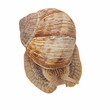Garden snail (Helix aspersa) isolated on white background