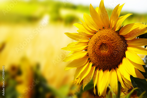 Fototapeta Tuscany sunflowers