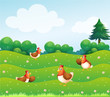 Four chickens at the hills