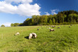 canvas print picture - On the Hiking Trail Eifelsteig
