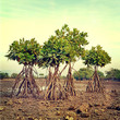 Nature-54