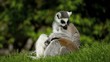 Video: Lemur with young is cleaning herself. Lemur with young is cleaning herself.